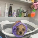 루이펫살롱 이미지