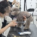 애견식단 이미지