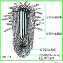 한국춘란과 균근균(菌根菌-mycorrhiza)18/뿌리와 내생균근균(內生菌根菌)11/난균(蘭菌)8(한난이349) 이미지