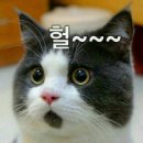 헐