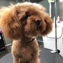 Just Grooming 이미지