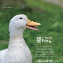 만나유황오리