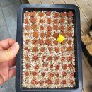 [판매완료]그린솝스톤/블러드레드/티쉐리 이미지