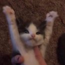 쥬얼리아