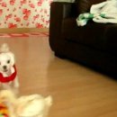 하룻 강아지 이미지