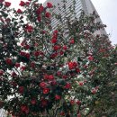 명성(132) | 132_ 도쿄