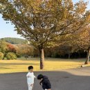 평화의공원 주차장입구 횡단보도 맞은편 | 부산 단풍명소 아이랑 가볼만한곳 부산박물관/유엔공원/ 평화공원/국화축제