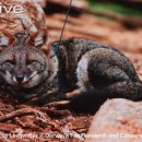 늑대랑여우랑 이미지