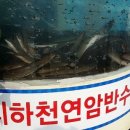 풍천장어나라 이미지