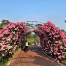 배산실내체육관 게이트볼장 | (익산장미공원)익산 배산체육공원 장미정원☞장미 향기 그윽한 익산 대표 로즈가든