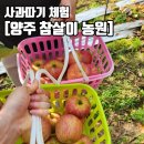 참살이농원 | 사과따기 체험 :: 참살이농원 양주 포천 아이들과 가볼만한 곳 사과농장 가격 후기 추천