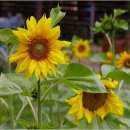 고봉로30길 이미지