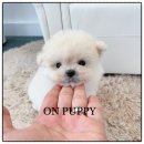 온퍼피 프리미엄 전주강아지분양 본점 | 사랑스러운 첫 강아지 여기서 만났어요 전주 강아지 분양 온퍼피 강아지분양 전주본점 만족후기