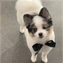 멍멍이샵 이미지