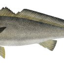 민어사랑 이미지