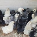 비량농원 이미지