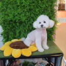 희망애견미용샵 네이버블로그
