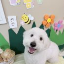 에꼴드펫 네이버블로그