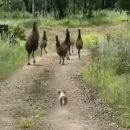 하룻강아지 이미지