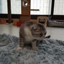 행복이불 이미지