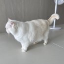 당당이네