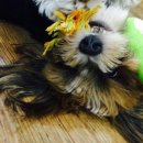 쁘띠시앙 이미지