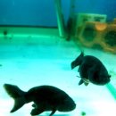 행복수족관 이미지