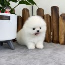 앙쥬펫 강아지분양 은평구점 이미지