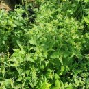 갈곡 연정 이미지