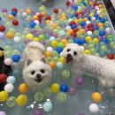 댕겨올개 이미지