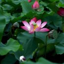 천사들의 노래(동요) 이미지