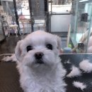 몽 그루밍 이미지