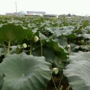 백련농장 이미지