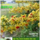 6월 17일. 한국의 탄생화 / 모감주나무 등 기타 6월 개화 식물들1 이미지