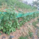 연 농장 이미지