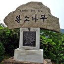 왕소나무길 이미지