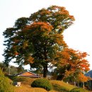 신전마을 이미지