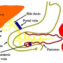 췌장을 (膵臟 :The pancreas)살리는 기술 이미지