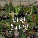 디와이팜 | 과천 몬마켓 방문 후기 :: 상설 희귀식물 마켓