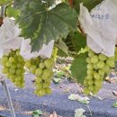 미래로농장 이미지