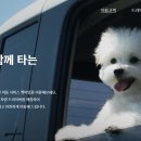 동물택시 이미지