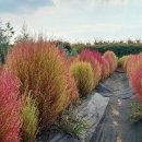 부곡원조 메기탕 이미지