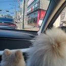 씨유 포항흥해사랑점 | 두번째 곡강천캠핑