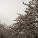 마산1로 느티나무길 이미지