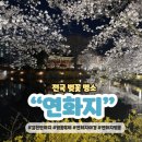 부자쌈밥 명태찜 | 김천 연화지 벚꽃 축제 정보 먹거리 놀거리 간식 주차 맛집 포토존