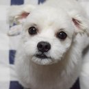 로얄애견 이미지