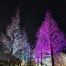 한중우호의숲 | [경주 벚꽃 명소] 야경이 아름다운 한중우호의 숲과 빛누리공원 및 주차 팁