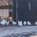 백봉오골계 부성농원 이미지