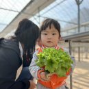 화훼농장 상추밭에 다녀왔어요🥬 이미지