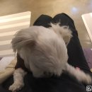 윤스강아지 이미지